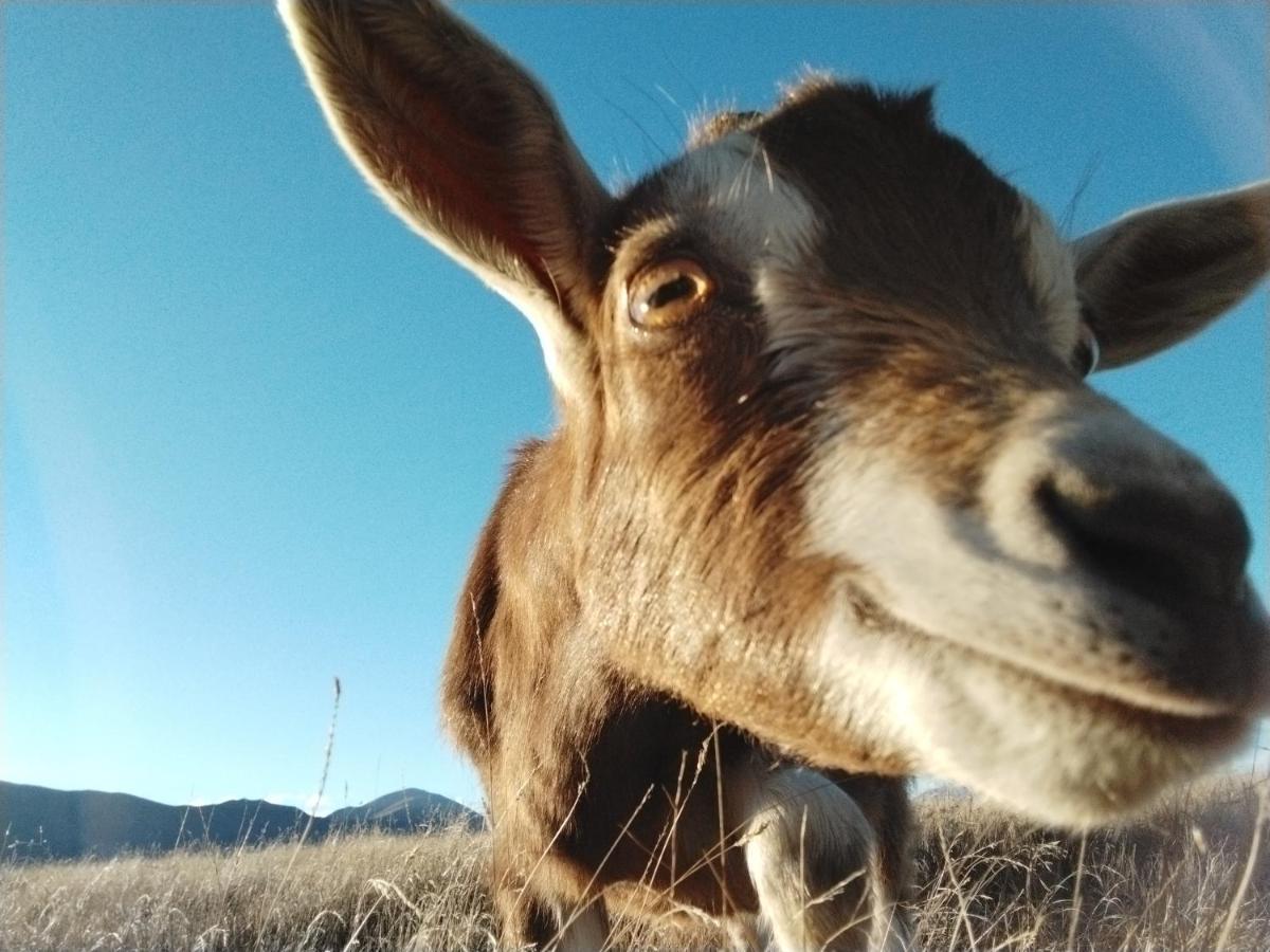 Highlands Farm Stay Twizel Bagian luar foto