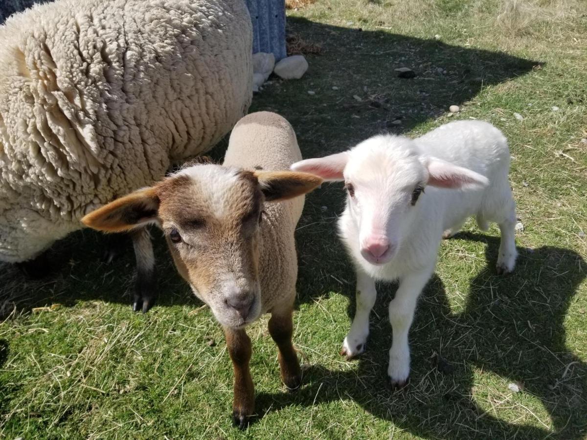 Highlands Farm Stay Twizel Bagian luar foto