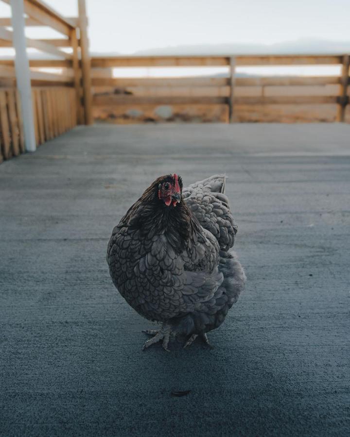 Highlands Farm Stay Twizel Bagian luar foto