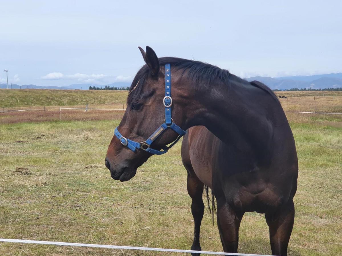 Highlands Farm Stay Twizel Bagian luar foto