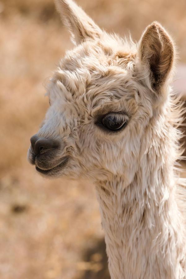 Highlands Farm Stay Twizel Bagian luar foto