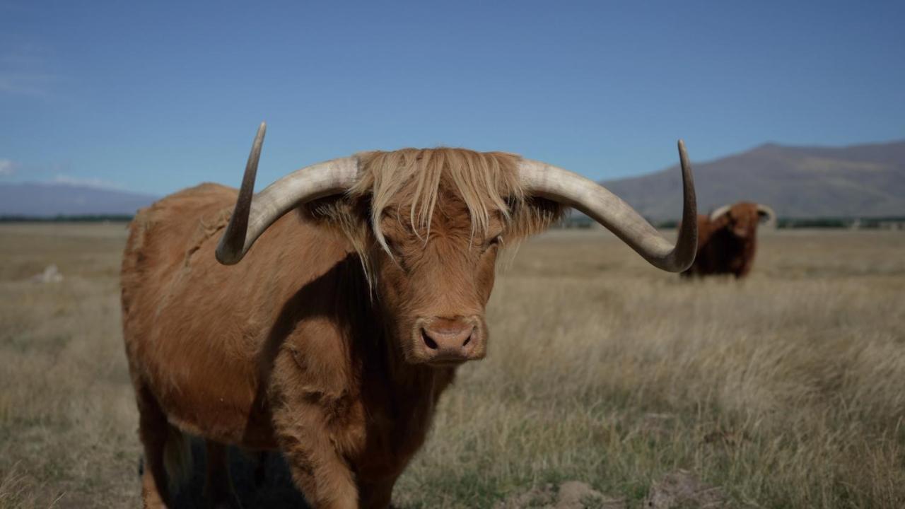 Highlands Farm Stay Twizel Bagian luar foto