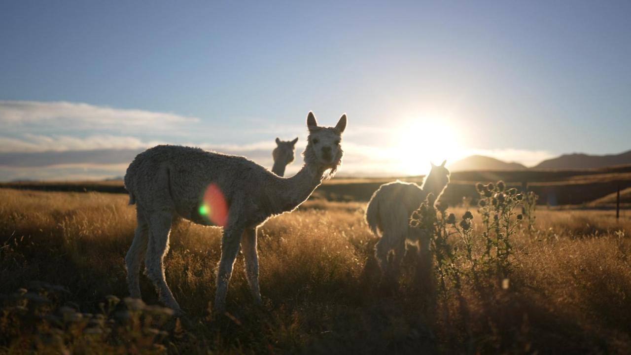 Highlands Farm Stay Twizel Bagian luar foto