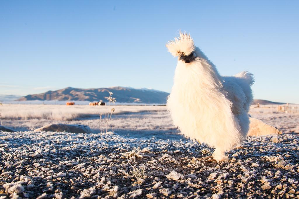 Highlands Farm Stay Twizel Bagian luar foto