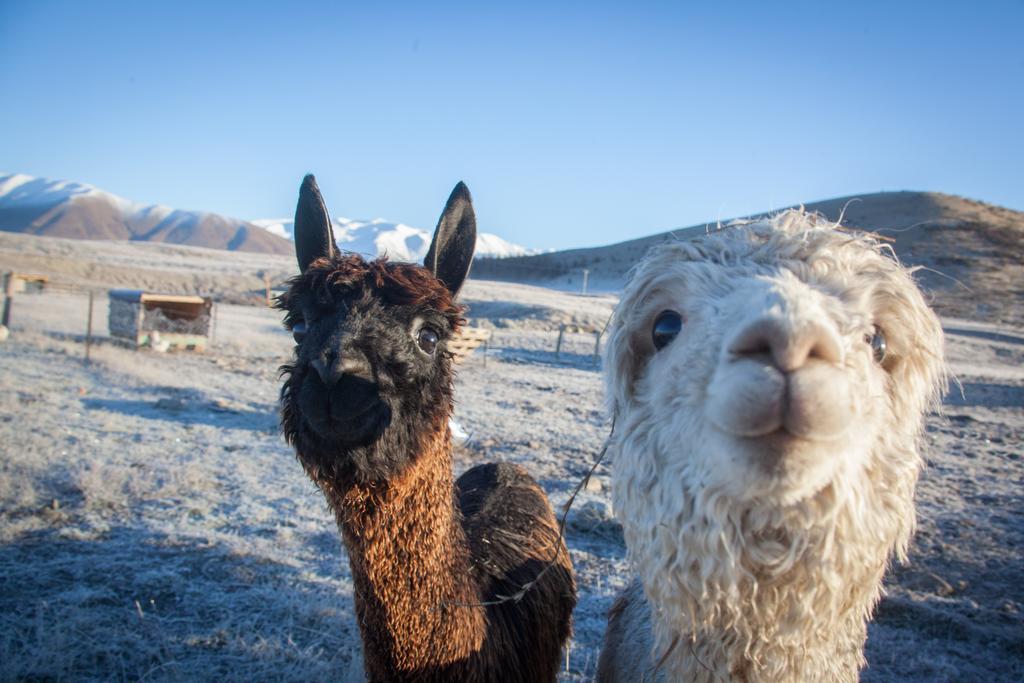 Highlands Farm Stay Twizel Bagian luar foto