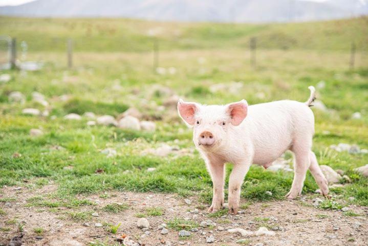 Highlands Farm Stay Twizel Bagian luar foto